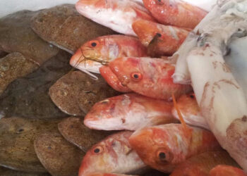 Microplastiche pesce Adriatico