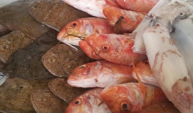 Microplastiche pesce Adriatico