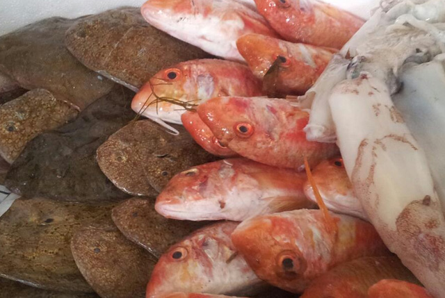 Microplastiche pesce Adriatico