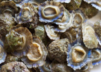 Molluschi marini classificazione caratteristiche