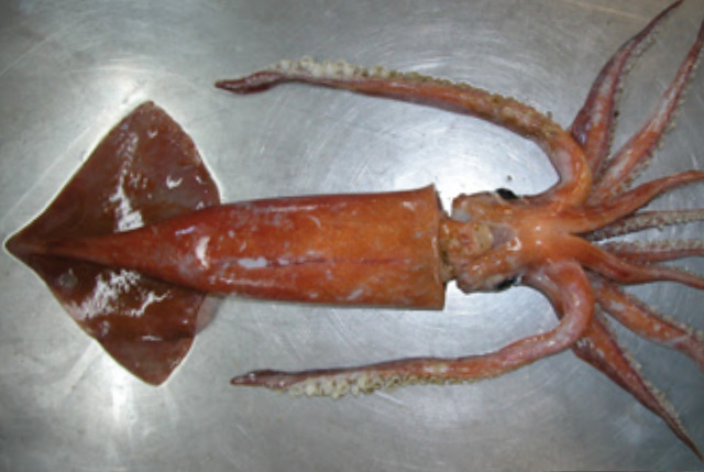 Totano, Todarodes saggittatus
