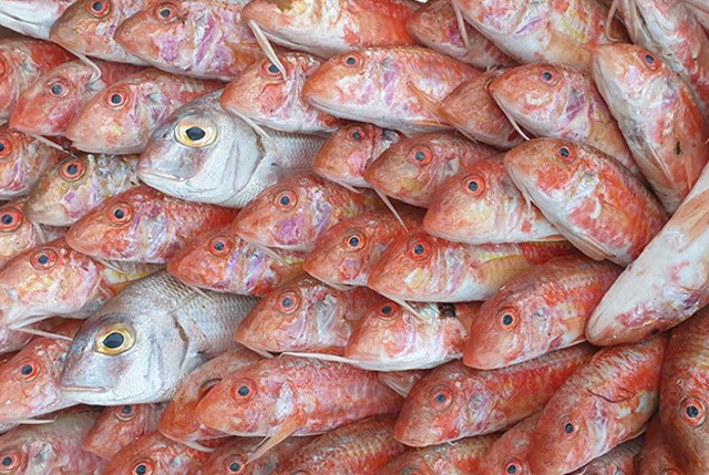 Trasformazione prodotto ittico tracciabilità