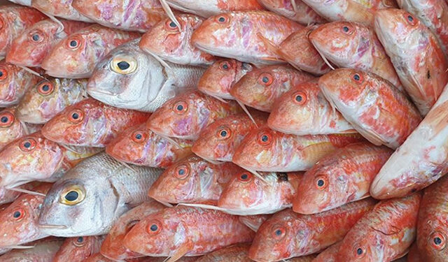 Trasformazione prodotto ittico tracciabilità