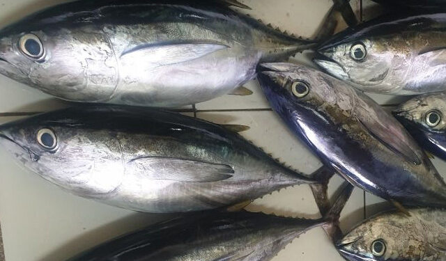 aumento catture tonno