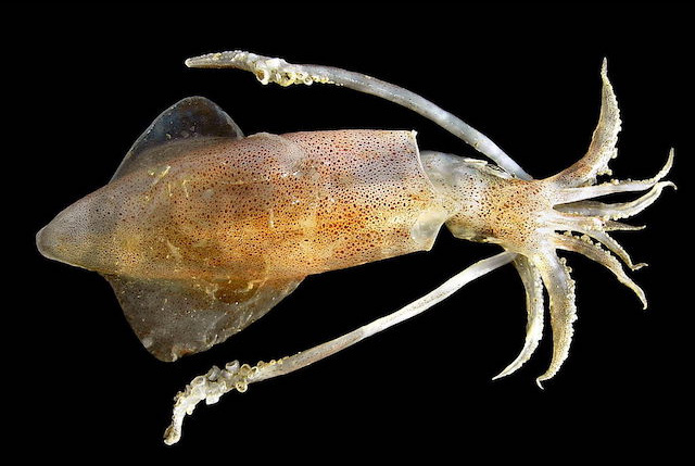 Calamaro Loligo vulgaris
