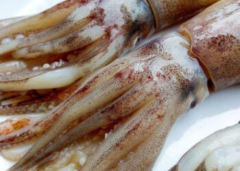 calamaro totano differenze