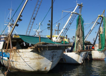 fermo piccoli pelagici