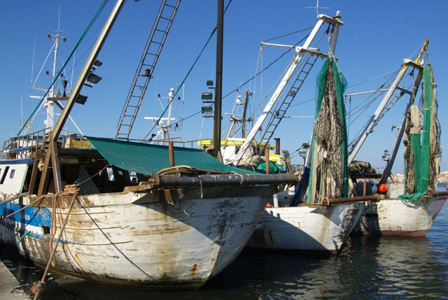 fermo piccoli pelagici