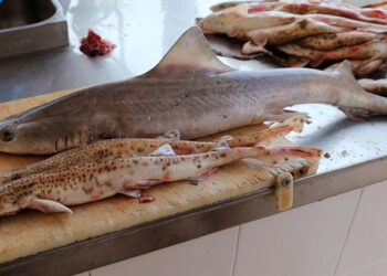 gattuccio palombo squali