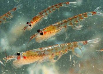 krill