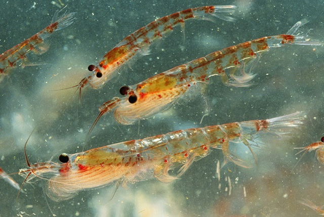 krill