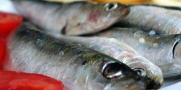 pesce azurro anemia gravidanza