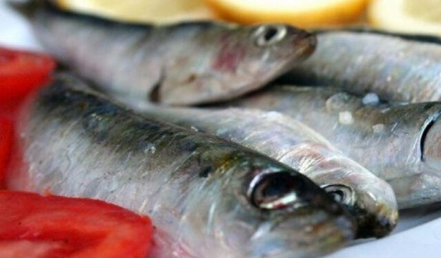 pesce azurro anemia gravidanza