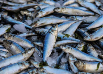 sostenibilità pesca globale