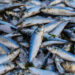 sostenibilità pesca globale