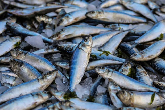 sostenibilità pesca globale
