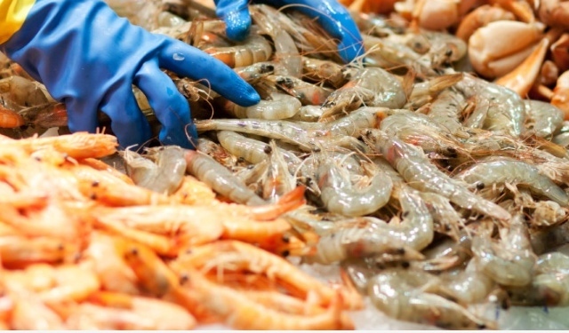 sviluppo sostenibile pesca alghe