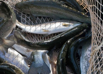 Acquacoltura evoluzione sostenibilità