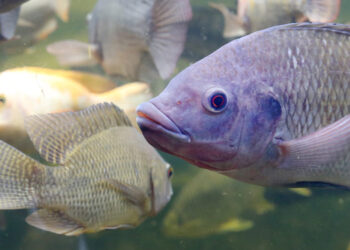 Acquacoltura mangimi alternativi