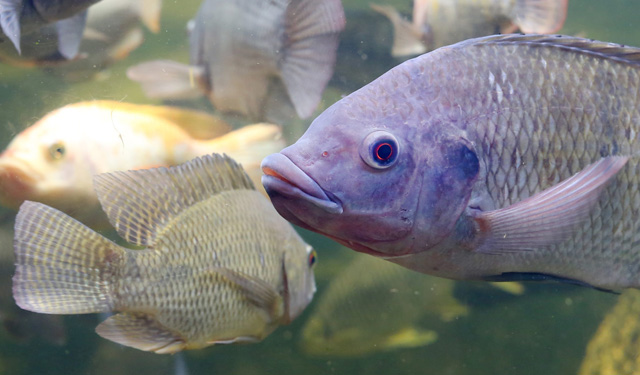 Acquacoltura mangimi alternativi