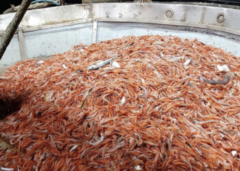 COVID-19 commercio mondiale di pesce