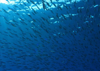 Pesca acquacoltura sostenibili FEAMP