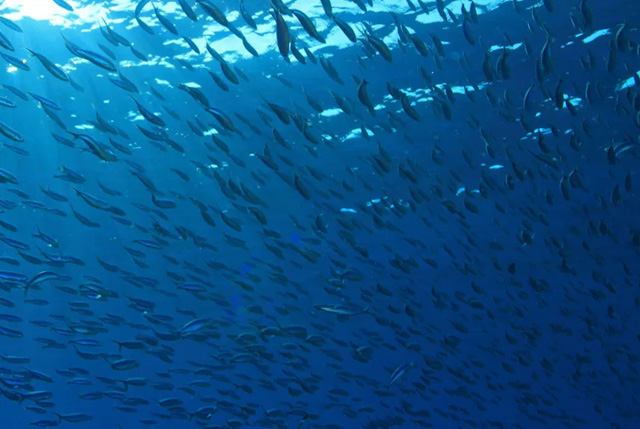 Pesca acquacoltura sostenibili FEAMP