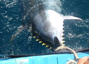 Piano gestione pluriennale tonno rosso