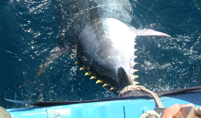 Piano gestione pluriennale tonno rosso