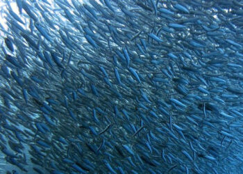 ZEE salvaguardia pescatore