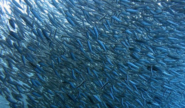 ZEE salvaguardia pescatore