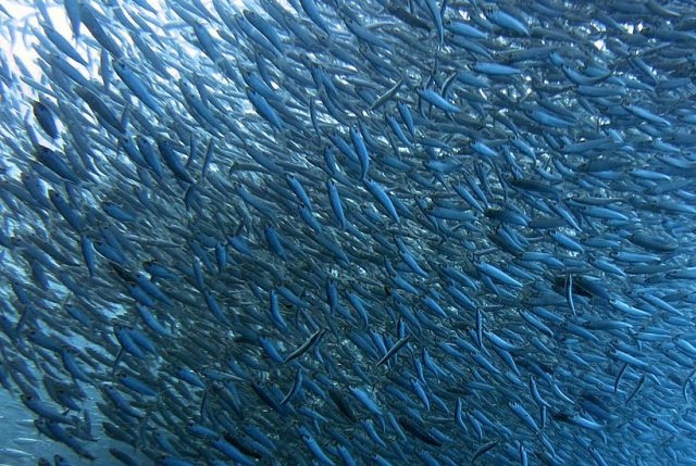 ZEE salvaguardia pescatore