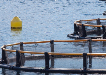 acquacoltura allevamento tonno Malta