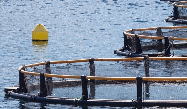 acquacoltura allevamento tonno Malta