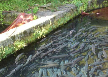 acquacoltura di acqua dolce interna