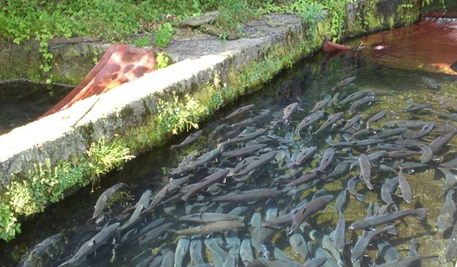 acquacoltura di acqua dolce interna