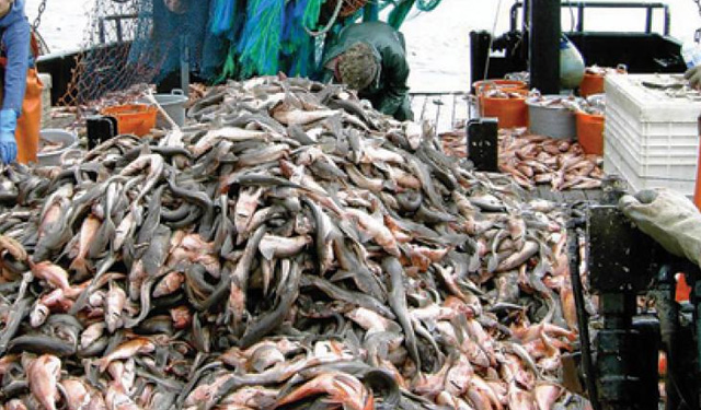 divieto rigetto pesce