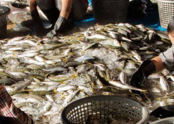 flotte irrispettose diritti umani