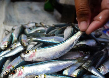 gravidanza pesce azzurro