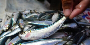 gravidanza pesce azzurro