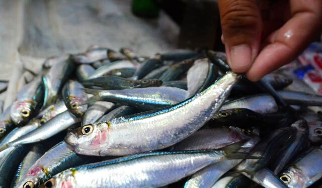 gravidanza pesce azzurro