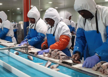 merluzzo sostenibile