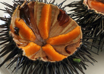 pesca ricci mare Sardegna