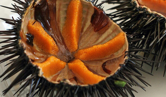 pesca ricci mare Sardegna