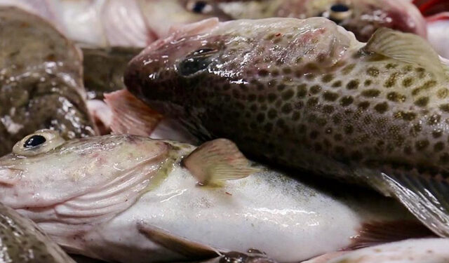 trasformazione ittica importazioni senza dazi