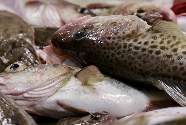 trasformazione ittica importazioni senza dazi