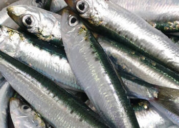 25° settimana gravidanza