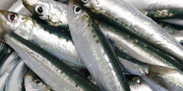 25° settimana gravidanza