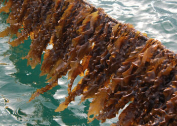 Allevamento alghe opportunità