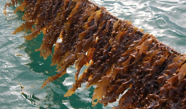 Allevamento alghe opportunità